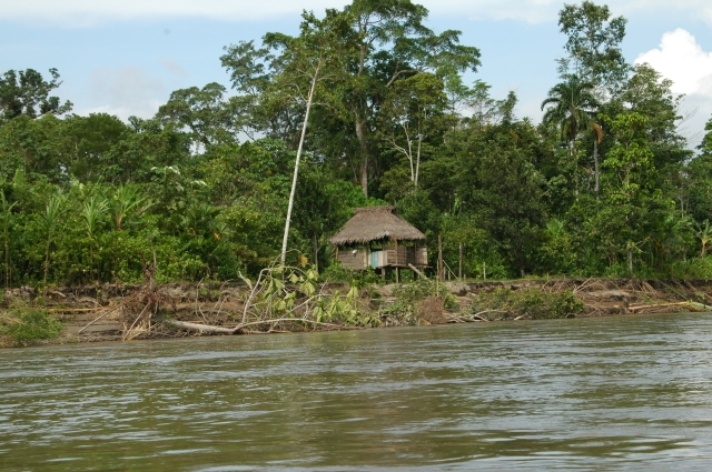 andes, amazon, wildlife, ecuad-06.jpg - AMAZON RAINFOREST - ECUADOR